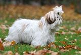 SHIH TZU 127